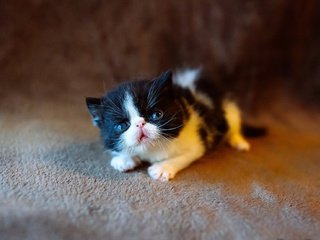 Обои кот, мордочка, усы, кошка, взгляд, котенок, лежит, малыш, cat, muzzle, mustache, look, kitty, lies, baby разрешение 2300x1293 Загрузить