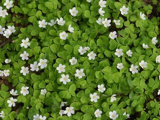 Обои листья, ковер, цветки, кислица, заячья капуста, leaves, carpet, flowers, oxalis, hare cabbage разрешение 2048x1276 Загрузить