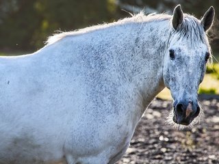 Обои лошадь, взгляд, конь, грива, horse, look, mane разрешение 3098x2065 Загрузить