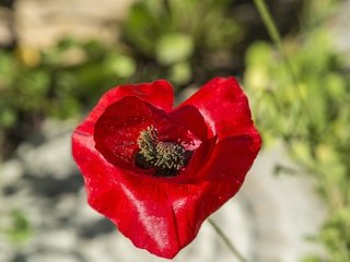 Обои макро, цветок, лепестки, красный, размытость, мак, macro, flower, petals, red, blur, mac разрешение 5760x3526 Загрузить