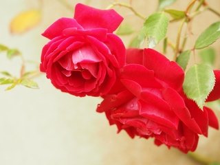 Обои цветы, макро, розы, лепестки, flowers, macro, roses, petals разрешение 4608x3456 Загрузить