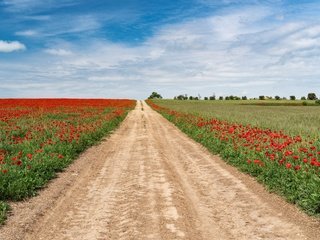 Обои небо, поля, дорога, горизонт, цветы, лето, трава, маки, облака, деревья, солнце, зелень, the sky, field, road, horizon, flowers, summer, grass, maki, clouds, trees, the sun, greens разрешение 4000x2600 Загрузить