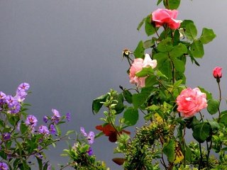 Обои цветы, парк, роза, сад, франция, flowers, park, rose, garden, france разрешение 2048x1384 Загрузить