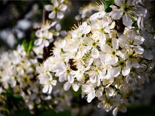 Обои цветение, насекомое, пейзаж, весна, пчела, flowering, insect, landscape, spring, bee разрешение 4608x3072 Загрузить