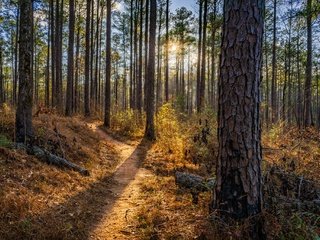 Обои деревья, природа, лес, лето, тропинка, trees, nature, forest, summer, path разрешение 2048x1366 Загрузить