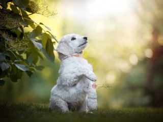 Обои природа, листья, ветки, лето, собака, боке, sarah weber, nature, leaves, branches, summer, dog, bokeh разрешение 2048x1367 Загрузить