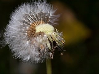 Обои природа, макро, цветок, одуванчик, пушинки, былинки, nature, macro, flower, dandelion, fuzzes, blade разрешение 1972x1142 Загрузить