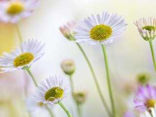 Обои цветы, лето, лепестки, ромашки, стебли, боке, маргаритки, flowers, summer, petals, chamomile, stems, bokeh, daisy разрешение 2048x1365 Загрузить