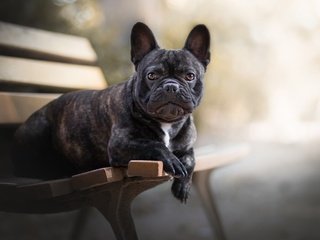 Обои собака, друг, скамья, французский бульдог, dog, each, bench, french bulldog разрешение 2560x1493 Загрузить