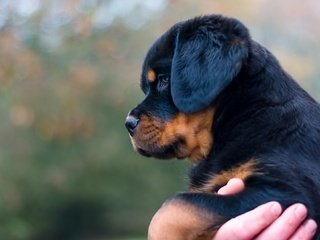 Обои собака, щенок, профиль, ротвейлер, dog, puppy, profile, rottweiler разрешение 2048x1316 Загрузить