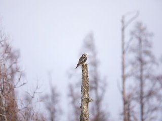 Обои сова, природа, дерево, фон, птица, owl, nature, tree, background, bird разрешение 2048x1365 Загрузить
