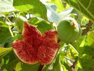 Обои листья, фрукты, плоды, инжир, смоква, фига, leaves, fruit, figs, fig, guys разрешение 3072x2304 Загрузить