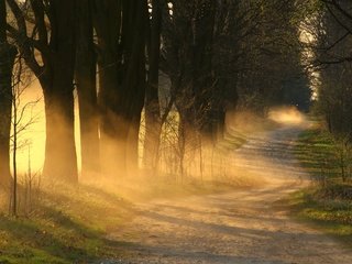 Обои свет, польша, дорога, stefan lehmann, деревья, утро, туман, песок, стволы, клен, light, poland, road, trees, morning, fog, sand, trunks, maple разрешение 6000x3368 Загрузить