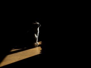 Обои свет, кот, кошка, тень, дом, light, cat, shadow, house разрешение 2048x1390 Загрузить