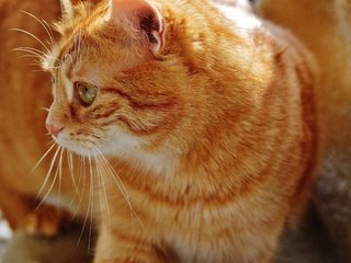 Обои кот, мордочка, усы, кошка, взгляд, рыжий, рыжая кошка, cat, muzzle, mustache, look, red, red cat разрешение 6016x4000 Загрузить