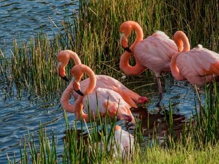 Обои трава, озеро, фламинго, водоем, птицы, заросли, розовый фламинго, grass, lake, flamingo, pond, birds, thickets, pink flamingos разрешение 2048x1152 Загрузить