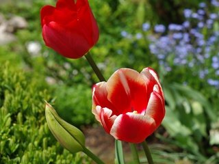 Обои цветы, весна, тюльпаны, красные тюльпаны, flowers, spring, tulips, red tulips разрешение 2858x2370 Загрузить