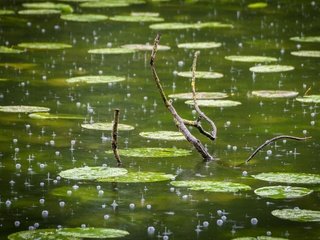 Обои ветка, капли, дождь, пруд, пузырьки, branch, drops, rain, pond, bubbles разрешение 2560x1706 Загрузить