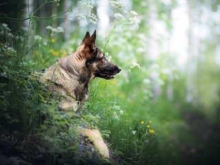 Обои цветы, трава, взгляд, собака, друг, немецкая овчарка, flowers, grass, look, dog, each, german shepherd разрешение 2560x1663 Загрузить