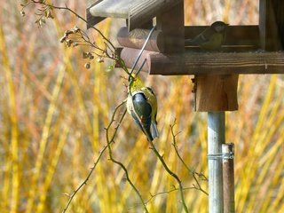 Обои ветки, еда, размытость, птицы, корм, синица, кормушка, branches, food, blur, birds, tit, feeder разрешение 4000x3000 Загрузить