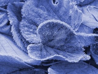 Обои природа, листья, мороз, иней, растение, макросъемка, крупным планом, nature, leaves, frost, plant, macro, closeup разрешение 3648x2736 Загрузить