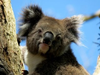Обои мордочка, взгляд, животное, коала, muzzle, look, animal, koala разрешение 2880x2160 Загрузить