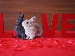 Обои животные, лепестки, маленький, любовь, кролик, кролики, зайчик, love live, animals, petals, small, love, rabbit, rabbits, bunny разрешение 1920x1200 Загрузить