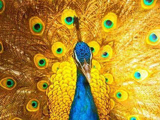 Обои птица, клюв, павлин, перья, хвост, bird, beak, peacock, feathers, tail разрешение 2500x1621 Загрузить