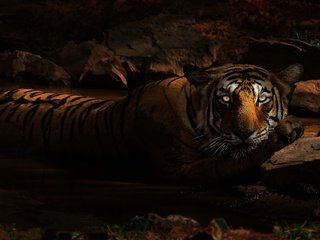 Обои тигр, лежит, глаза, купание, морда, зоопарк, ночь, темно, грязь, камни, взгляд, водоем, tiger, lies, eyes, bathing, face, zoo, night, dark, dirt, stones, look, pond разрешение 3435x1932 Загрузить