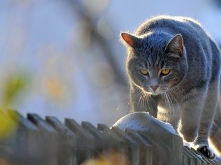 Обои кот, мордочка, усы, кошка, взгляд, забор, изгородь, cat, muzzle, mustache, look, the fence, fence разрешение 1920x1080 Загрузить