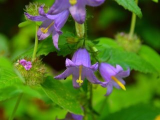 Обои цветы, листья, колокольчики, колокольчик, flowers, leaves, bells, bell разрешение 3004x1834 Загрузить