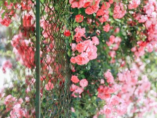 Обои цветы, розы, забор, сад, сетка, куст, jane ha, flowers, roses, the fence, garden, mesh, bush разрешение 2560x1600 Загрузить