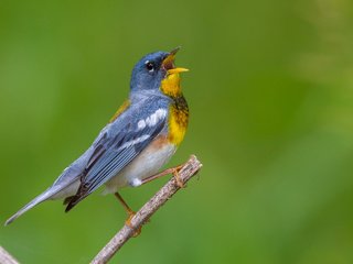 Обои птица, клюв, перья, белоглазая парула, славка, bird, beak, feathers, ferruginous of parul, warbler разрешение 2880x1800 Загрузить