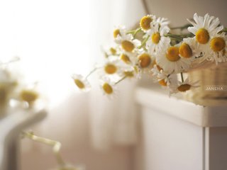 Обои цветы, лепестки, размытость, ромашки, белые, flowers, petals, blur, chamomile, white разрешение 2560x1600 Загрузить