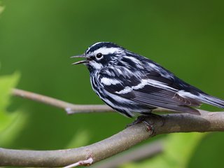 Обои ветки, птица, клюв, перья, славка, branches, bird, beak, feathers, warbler разрешение 2560x1600 Загрузить