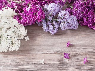 Обои цветы, весна, сирень, деревянная поверхность, flowers, spring, lilac, wooden surface разрешение 1920x1200 Загрузить