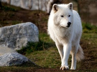 Обои морда, полярный, природа, арктический волк, камни, фон, взгляд, белый, холм, волк, face, polar, nature, arctic wolf, stones, background, look, white, hill, wolf разрешение 3024x1890 Загрузить