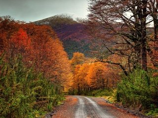 Обои дорога, кустарники, деревья, горы, природа, лес, пейзаж, осень, чили, road, shrubs, trees, mountains, nature, forest, landscape, autumn, chile разрешение 1920x1200 Загрузить