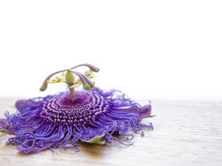 Обои макро, фон, цветок, фиолетовый, сиреневый, пассифлора, macro, background, flower, purple, lilac, passionflower разрешение 6000x4000 Загрузить