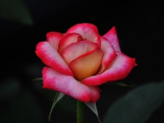 Обои цветок, роза, лепестки, бутон, черный фон, flower, rose, petals, bud, black background разрешение 4288x2848 Загрузить
