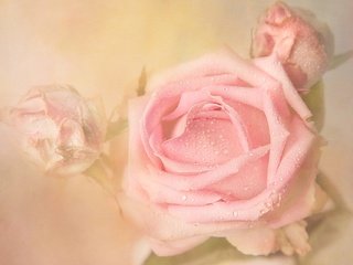 Обои цветы, бутоны, фон, роса, капли, розы, роза, бутон, flowers, buds, background, rosa, drops, roses, rose, bud разрешение 2048x1280 Загрузить