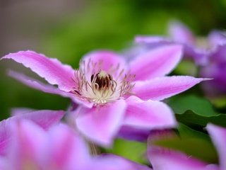 Обои цветы, цветение, лепестки, клематис, flowers, flowering, petals, clematis разрешение 2048x1365 Загрузить