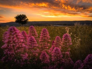 Обои небо, сицилия, цветы, облака, дерево, растения, закат, луг, италия, the sky, sicily, flowers, clouds, tree, plants, sunset, meadow, italy разрешение 2400x1602 Загрузить