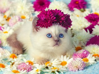 Обои цветы, хризантемы, кот, мордочка, усы, кошка, взгляд, котенок, ромашки, животное, animal, flowers, chrysanthemum, cat, muzzle, mustache, look, kitty, chamomile разрешение 6000x4819 Загрузить