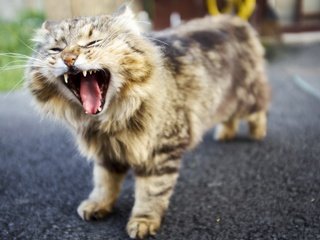 Обои фон, кот, мордочка, усы, кошка, взгляд, язык, зевает, background, cat, muzzle, mustache, look, language, yawns разрешение 2448x1632 Загрузить