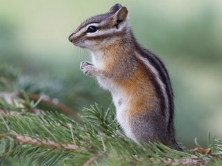 Обои хвоя, фон, животные, ветки, дикая природа, бурундук, грызуны, needles, background, animals, branches, wildlife, chipmunk, rodents разрешение 1920x1080 Загрузить