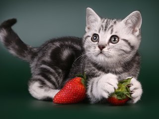 Обои кот, бабуля, мордочка, ты моя любимая, усы, клубника, кошка, взгляд, котенок, ягоды, животное, animal, cat, grandma, muzzle, you are my favorite, mustache, strawberry, look, kitty, berries разрешение 1980x1327 Загрузить