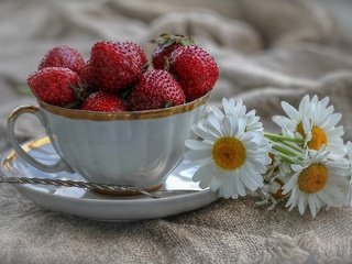 Обои цветы, клубника, ромашки, ягоды, чашка, натюрморт, ложка, flowers, strawberry, chamomile, berries, cup, still life, spoon разрешение 3250x2004 Загрузить