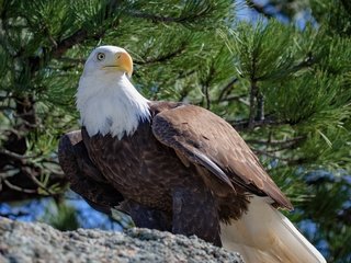 Обои хвоя, ветки, птица, клюв, перья, белоголовый орлан, needles, branches, bird, beak, feathers, bald eagle разрешение 4450x2503 Загрузить