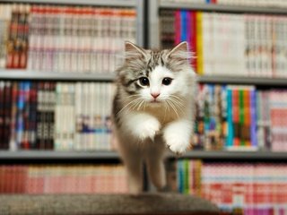 Обои книги, котенок, прыжок, мордашка, испуг, библиотека, books, kitty, jump, face, fright, library разрешение 5443x3062 Загрузить